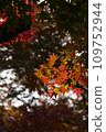Autumn leaves season 109752944