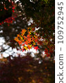 Autumn leaves season 109752945