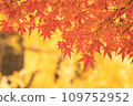 Autumn leaves season 109752952