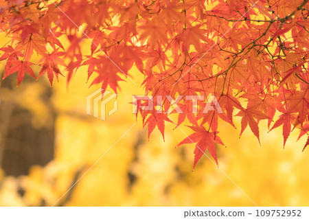 Autumn leaves season Autumn leaves season 109752952
