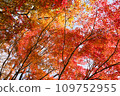 Autumn leaves season 109752955