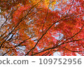 Autumn leaves season 109752956