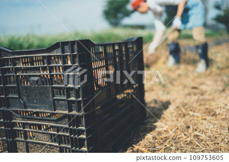 harvest, gents, male 109753605