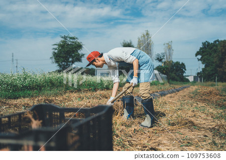 harvest, field, gents 109753608