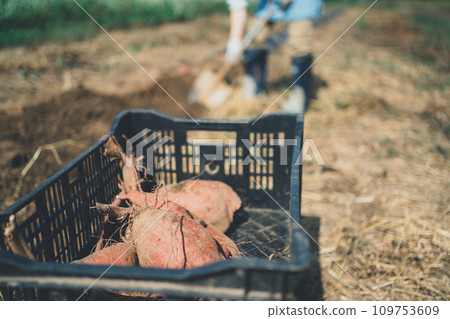 sweet potato, harvest, gents 109753609