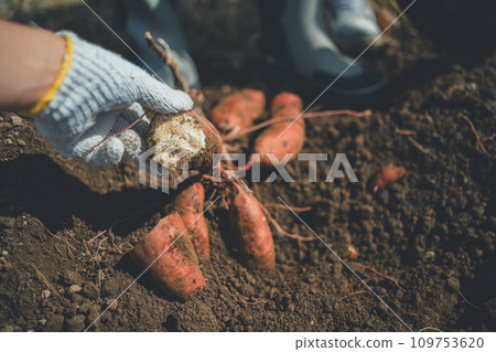 sweet potato, harvest, field 109753620