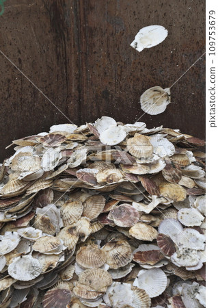 工廠裡從殼上剝下來的扇貝 工廠裡從殼上剝下來的扇貝 109753679