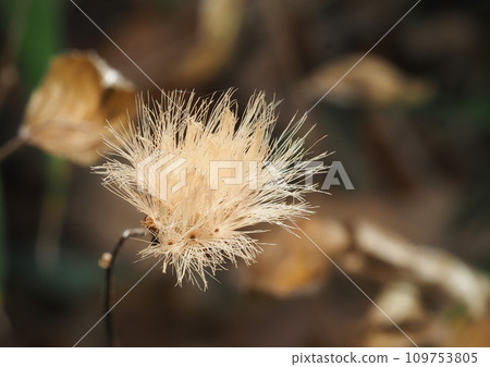 The crown of a winter-killed Kouyabouki The crown of a winter-killed Kouyabouki 109753805