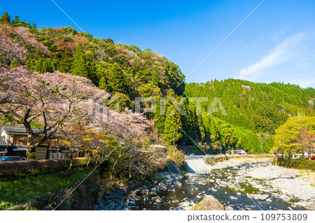 Scenery around Hyugagami Senbonzakura Hyuga Dam (Yabe Village, Yame City) 109753809