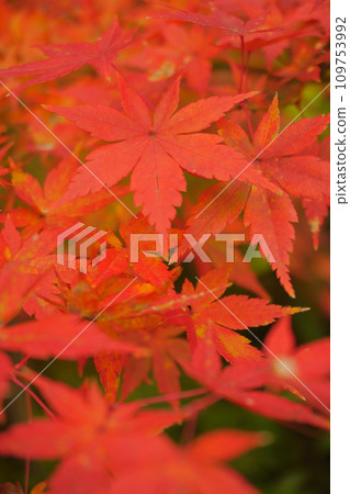 鮮紅的秋葉 22 109753992