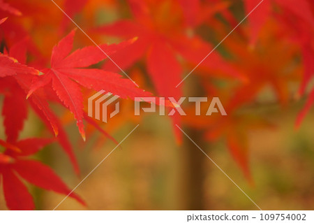 明亮的紅色秋葉 16 明亮的紅色秋葉 16 109754002