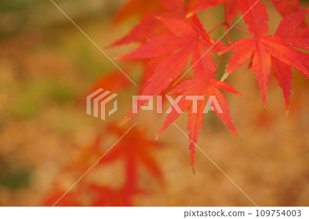 鮮紅的秋葉 15 鮮紅的秋葉 15 109754003