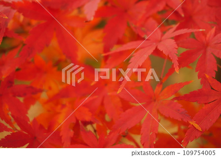 鮮紅的秋葉 13 109754005