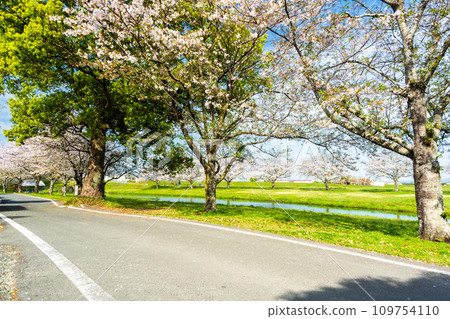 Cherry blossom trees and park scenery against the backdrop of a bright spring sky.Tourist spot: Roadside Station “Mizube Plaza Kamomoto” Cherry blossom trees and park scenery against the backdrop of a bright spring sky.Tourist spot: Roadside Station “Mizube Plaza Kamomoto” 109754110