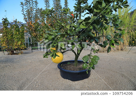 曼達發酵 109754206