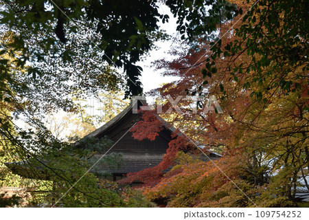 Nanzen-in Autumn leaves and Hojo Autumn Nanzen-in Autumn leaves and Hojo Autumn 109754252