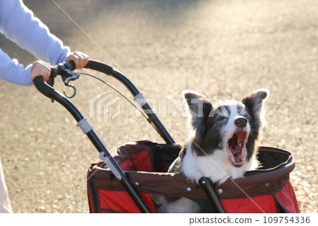 A border collie riding a red pet cart A border collie riding a red pet cart 109754336