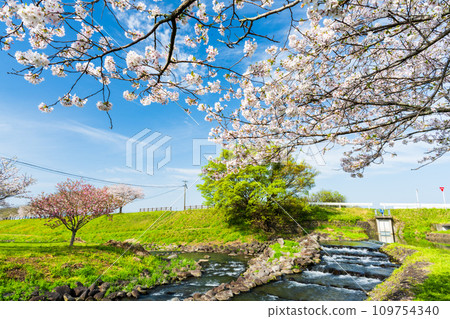 Cherry blossom trees and a stream with a clear spring sky in the background - Roadside Station "Mizube Plaza Kamomoto" Cherry blossom trees and a stream with a clear spring sky in the background - Roadside Station "Mizube Plaza Kamomoto" 109754340
