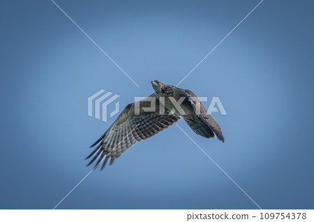Hachikuma migration in September in Hokkaido. Hachikuma migration in September in Hokkaido. 109754378