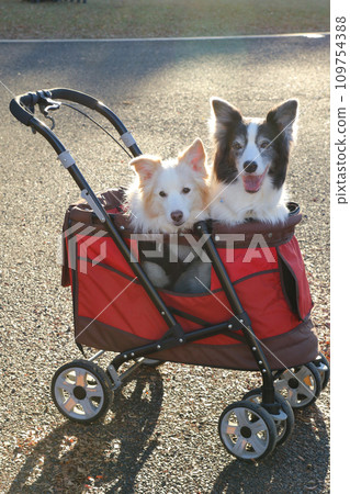 Two border collies riding a red pet cart Two border collies riding a red pet cart 109754388
