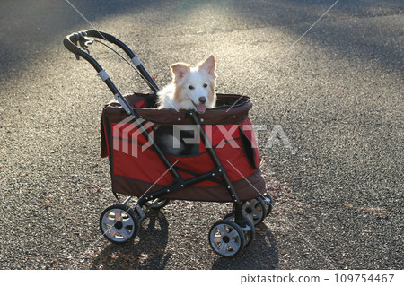 騎著紅色寵物車的邊境牧羊犬 109754467