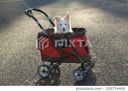 騎著紅色寵物車的邊境牧羊犬 109754468