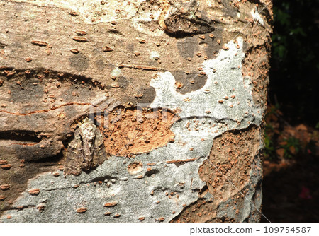 Zelkova and Kinokawaga Zelkova and Kinokawaga 109754587