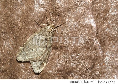 桫欏亞科（雄性） 109754772