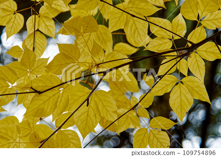 五加科高野豆染成亮黃色 109754896