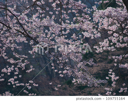 Cherry blossoms in full bloom surrounded by morning mist Cherry blossoms in full bloom surrounded by morning mist 109755164