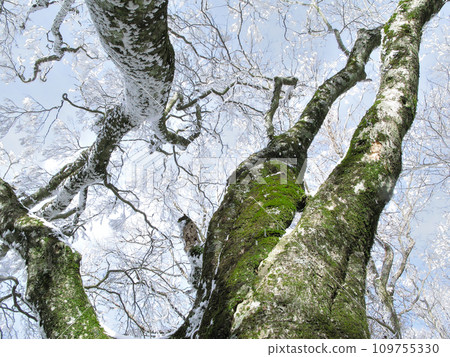 Winter beech forest, Higashi Mikawa Shitara-cho-men Kitoge 109755330
