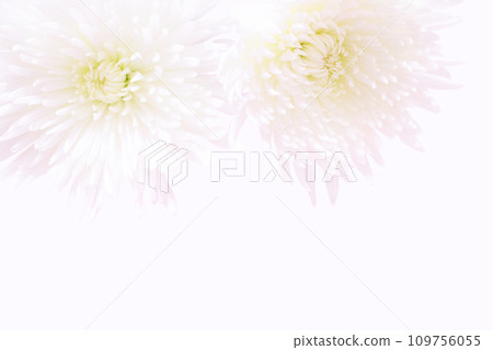 大菊花阿納斯塔西婭的特寫 大菊花阿納斯塔西婭的特寫 109756055