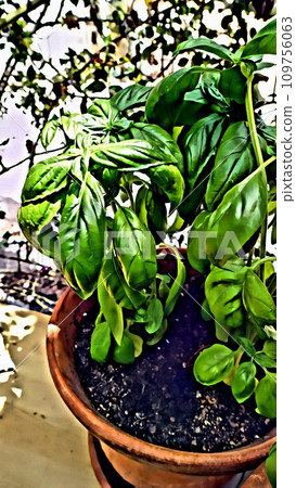A lush and mature potted basil plant. A lush and mature potted basil plant. 109756063