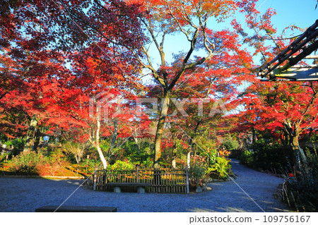 [Kyoto Prefecture] Autumn leaves of Hyakkaen at Tenryuji Temple on a clear day 109756167