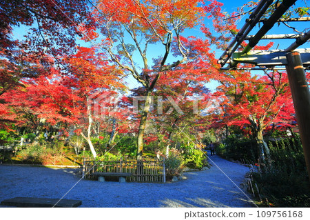 [京都府] 晴天天龍寺百花園的紅葉 109756168