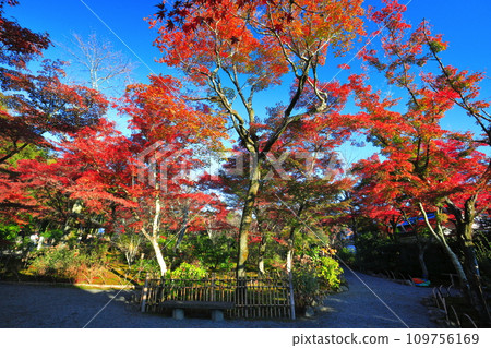 [京都府] 晴天天龍寺百花園的紅葉 109756169