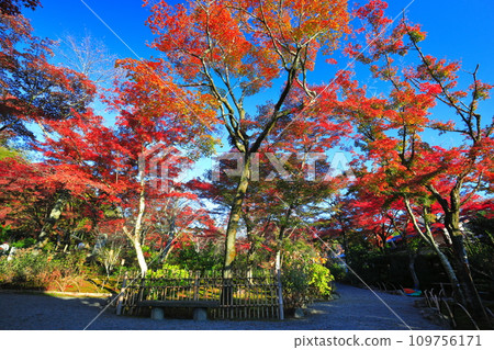 [京都府] 晴天天龍寺百花園的紅葉 109756171