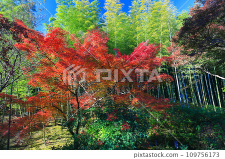 [京都府] 晴天天龍寺的竹林和秋葉 109756173