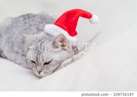 Scottish straight Christmas cat in a red santa hat sleeps on a white blanket. Pets, Christmas stories with pets. 109756197
