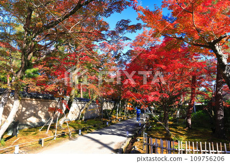 [京都府] 晴天時的寶藏紅葉 109756206