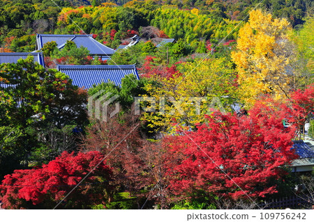 [京都府] 嵐山晴空、天龍寺秋葉 109756242