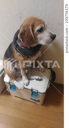 Beagle dog sitting in a cooler box Beagle dog sitting in a cooler box 109756379