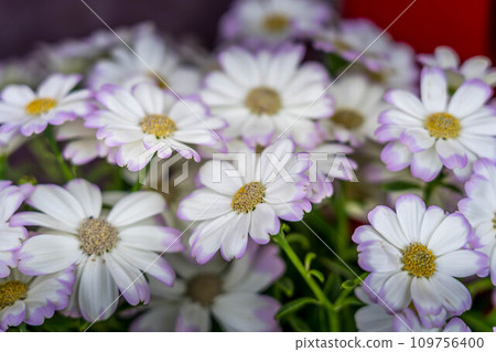 pretty cineraria flower 109756400