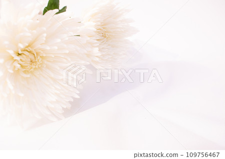 白色西洋菊花阿納斯塔西婭特寫布背景 109756467