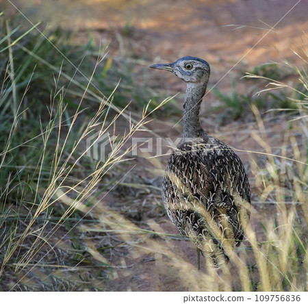 Bustard is large mottled bird that moves cautiously in the thickets of savanna grass. 109756836