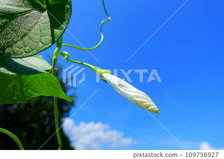 morning glory morning glory bud morning glory morning glory bud 109756927