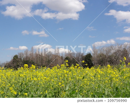 強姦花田和白色雲彩 強姦花田和白色雲彩 109756990