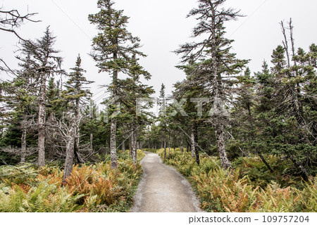 Mountain scenic trail after rain Green forest hill covered by fog Cape Breton Highlands National Park Nova Scotia Canada 109757204