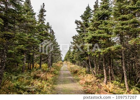 Mountain scenic trail after rain Green forest hill Cape Breton Highlands National Park Nova Scotia Canada 109757207