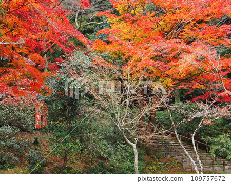 Muroji Temple wrapped in autumn leaves Muroji Temple wrapped in autumn leaves 109757672